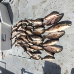 New Orleans Fishing Charters In Louisiana LA - Guide